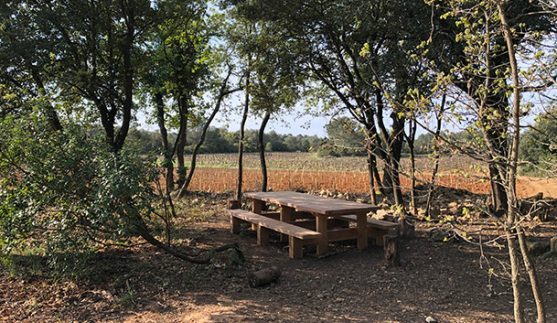 Dégustez nos vins Terres de Jeanne à la vigne, à St Mamert du Gard