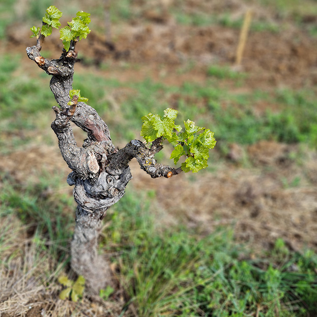 cépage de vigne sur les terres de Jeanne à St Mamert du Gard